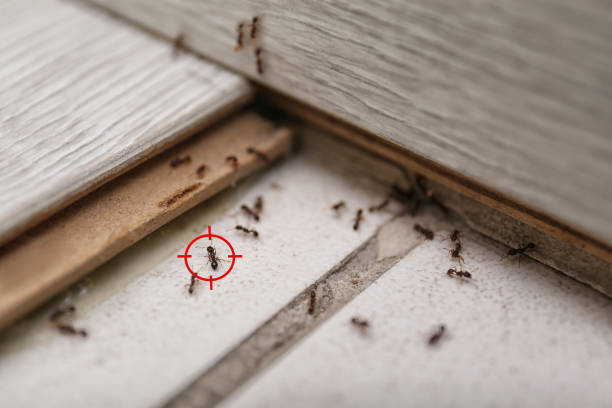 Best Local Pest Control Services  in Newcastle, OK