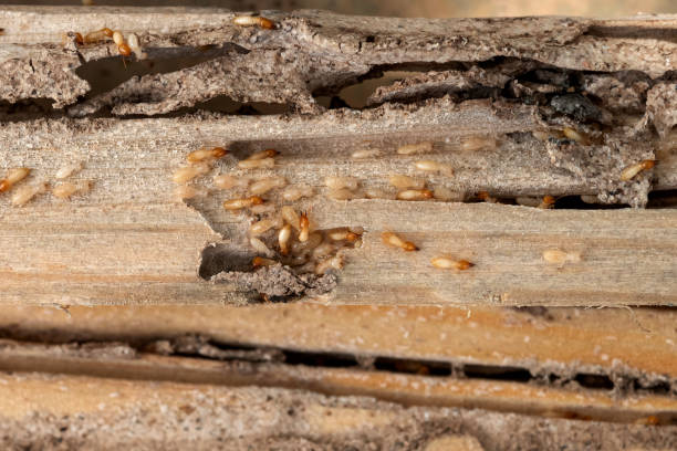 Best Local Pest Control Services  in Newcastle, OK